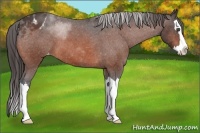 Horse Color:Bay Roan Splash Appaloosa