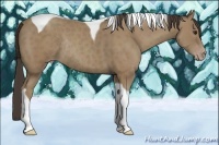 Horse Color:Classic Champagne Tobiano Rabicano
