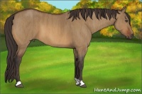 Horse Color:Bay Dun  Brindle