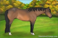 Horse Color:Buckskin Frame 