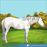 Horse Color:Classic Champagne Dun Splash Tobiano 