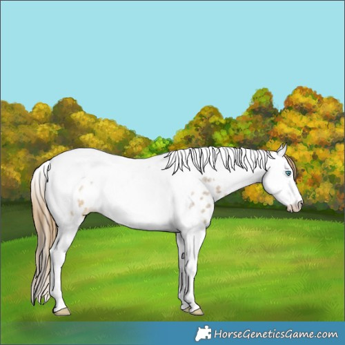 Horse Color:Buckskin Roan Dun Splash Tobiano Appaloosa 