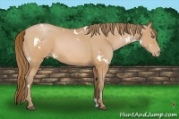 Horse Color:White Spotted Brown Pearl 