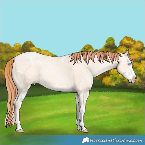 Horse Color:White Spotted Amber Champagne Ice Pearl Dun Splash Rabicano 
