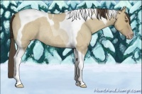 Horse Color:Classic Cream Champagne Roan Dun Tobiano Rabicano