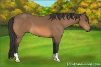 Horse Color:Buckskin 