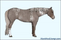 Horse Color:White Spotted Silver Blue Roan 