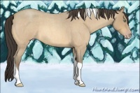 Horse Color:Amber Cream Champagne Roan Tobiano