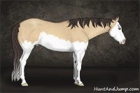 Horse Color:Amber Champagne Dun Sabino Splash 