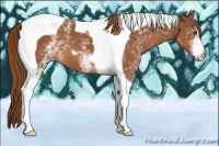 Horse Color:White Spotted Chestnut Tobiano 