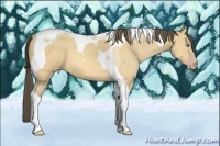 Horse Color:Amber Cream Champagne Tobiano