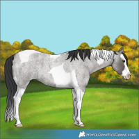 Horse Color:Grullo Roan Splash Tobiano