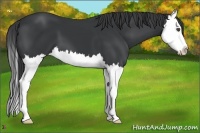 Horse Color:Black Sabino Splash 