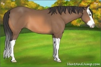 Horse Color:Buckskin Splash 