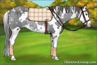 Horse Color:White Spotted Blue Roan Splash Appaloosa Rabicano