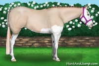 Horse Color:Buckskin Pearl Splash 