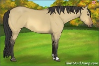 Horse Color:Buckskin Dun Sabino 
