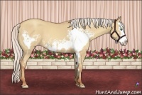 Horse Color:White Spotted Silver Classic Champagne Dun Splash Frame 