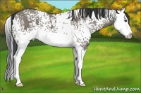 Horse Color:White Spotted Grullo Splash
