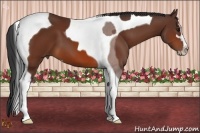 Horse Color:Bay Sabino Tobiano