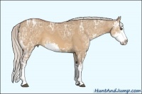 Horse Color:Silver Bay Ice Dun Sabino Splash 
