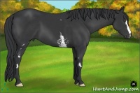 Horse Color:White Spotted Black Frame 