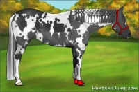 Horse Color:White Spotted Black 
