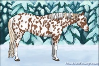 Horse Color:Chestnut Tobiano Appaloosa 