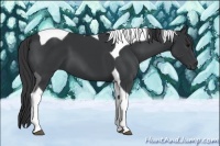 Horse Color:Black Tobiano