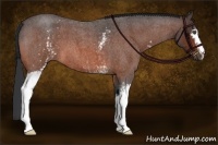 Horse Color:White Spotted Bay Roan