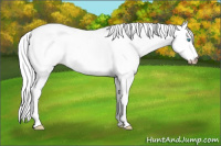 Horse Color:Gray Perlino Tobiano 