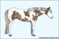 Horse Color:White Spotted Silver Black Splash Tobiano Rabicano