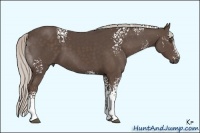 Horse Color:White Spotted Silver Black