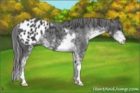Horse Color:Black Sabino Appaloosa