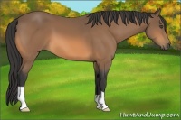 Horse Color:Buckskin 