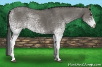 Horse Color:White Spotted Grullo Roan 