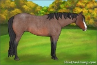 Horse Color:Bay Roan Splash