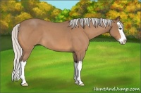 Horse Color:Silver Buckskin Roan Splash 