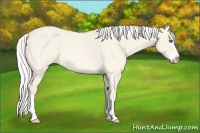 Horse Color:Silver Perlino Roan Dun Splash 