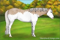 Horse Color:Silver Buckskin Roan Splash 