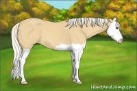 Horse Color:Palomino Splash 
