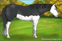 Horse Color:Black Splash