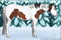 Horse Color:Bay Splash Tobiano 