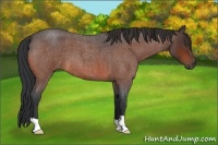 Horse Color:Bay Roan 