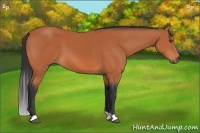 Horse Color:Bay 