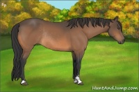 Horse Color:Buckskin Sabino Rabicano 