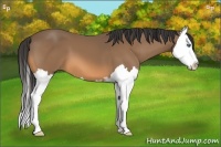 Horse Color:Buckskin Sabino Splash