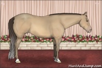 Horse Color:Amber Cream Champagne