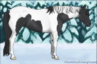 Horse Color:Black Tobiano 