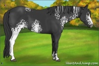 Horse Color:White Spotted Black Sabino